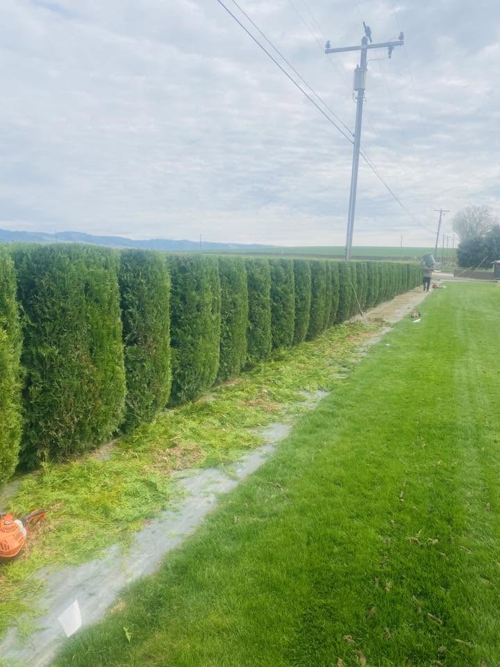 A long freshly trimmed hedge row stretching along an open field near Walla Walla