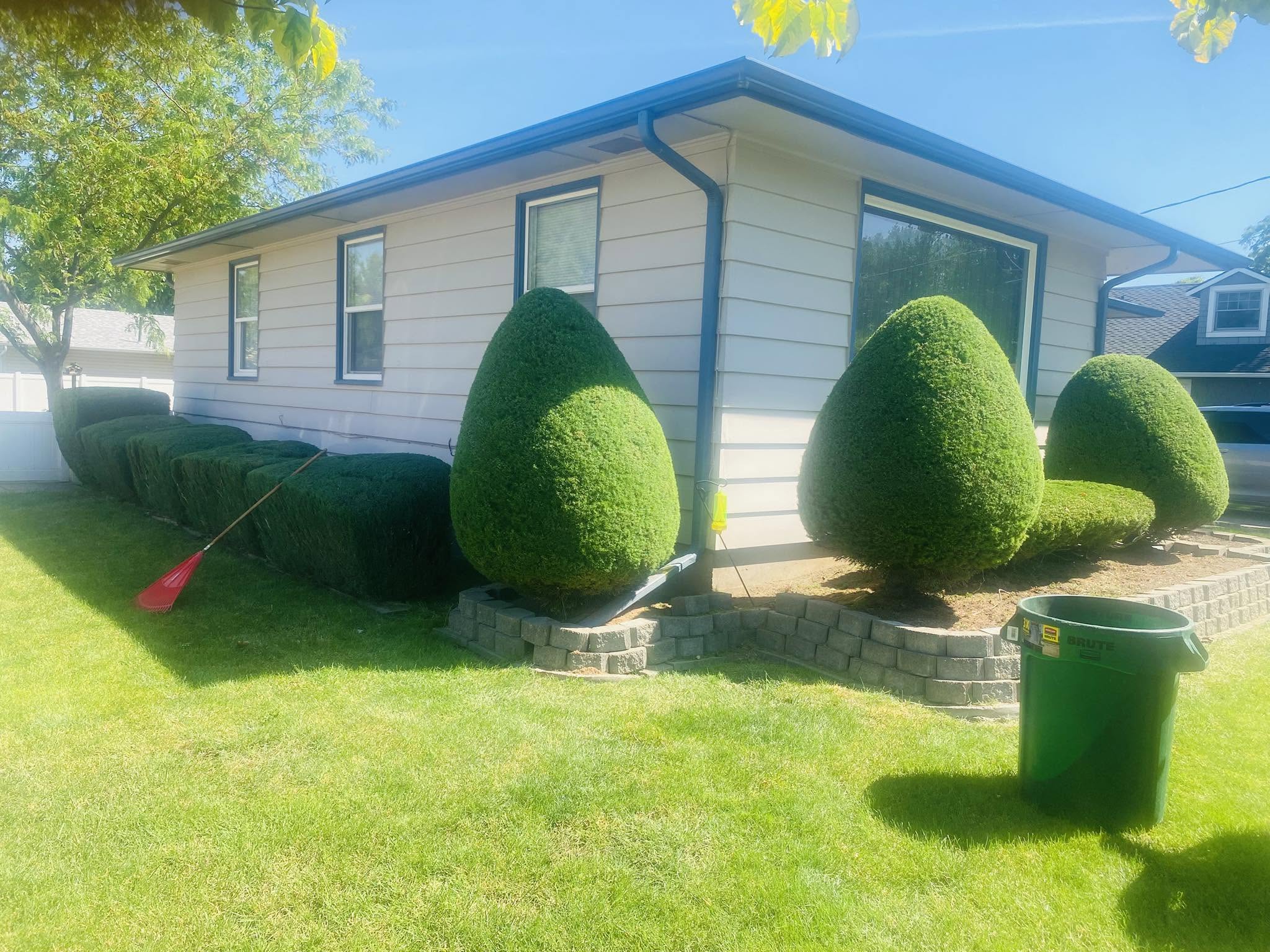 Neatly shaped shrubs freshly trimmed along a house exterior